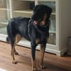 Luke, prächtiger Rüde sucht ein Zuhause
