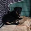 Luke, prächtiger Rüde sucht ein Zuhause