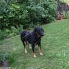 Luke, prächtiger Rüde sucht ein Zuhause