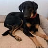 Luke, prächtiger Rüde sucht ein Zuhause