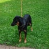 Luke, prächtiger Rüde sucht ein Zuhause