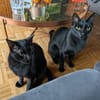 Matteo und Apollo aus dem Tierschutz