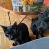 Matteo und Apollo aus dem Tierschutz