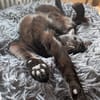 Matteo und Apollo aus dem Tierschutz