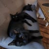 Matteo und Apollo aus dem Tierschutz