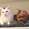 Oscar und Viktor aus dem Tierschutz