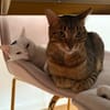 Oscar und Viktor aus dem Tierschutz