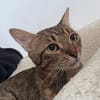 Oscar und Viktor aus dem Tierschutz