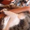 Charly aus dem Tierschutz