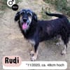 Sanfmutiger RUDI sucht seine Menschen