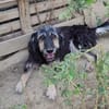 Sanfmutiger RUDI sucht seine Menschen