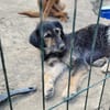 Sanfmutiger RUDI sucht seine Menschen