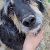 Sanfmutiger RUDI sucht seine Menschen