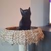 Pippi