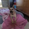 LOLO (Rescate)