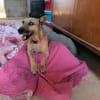 LOLO (Rescate)