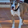 ALYBI