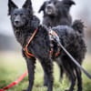 Girica kroatischer Schäferhund Hündin