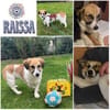 RAISSA * liebes Hundmädchen für Familien