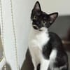 🐾Kater Dobby sucht ein Zuhause! ✨