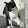 🐾Kater Dobby sucht ein Zuhause! ✨