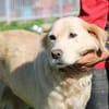 Goldie - sehr lieb u. verschmust