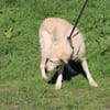Goldie - sehr lieb u. verschmust