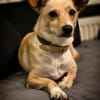LIDI ist eine wunderbare Hündin ♥