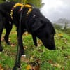 TAMMO * Freundlicher Hundejunge