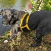 TAMMO * Freundlicher Hundejunge