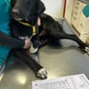 TAMMO * Freundlicher Hundejunge