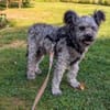 Toto 40 cm (Pflegestelle)