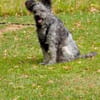 Toto 40 cm (Pflegestelle)