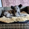 Toto 40 cm (Pflegestelle)