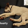 Bounty wird mutig und entdeckt die Welt