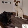 Bounty wird mutig und entdeckt die Welt