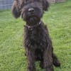 Rokko, Riesenschnauzer (geb. 05/2025)