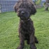 Rokko, Riesenschnauzer (geb. 05/2025)