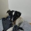 Gonzosucht sein großes Glück 🐾💕🍀