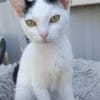 Kleine Kali sucht Zuhause