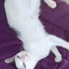 Kleine Kali sucht Zuhause