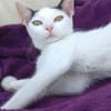 Kleine Kali sucht Zuhause