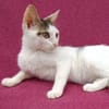 Kleine entzückende Katze KiRA 5,5 Monate