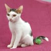 Kleine entzückende Katze KiRA 5,5 Monate