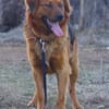 Toller Familienhund Niko