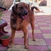 Toller Familienhund Niko