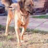 Toller Familienhund Niko