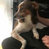 Manju - ein eher ruhiger Hund