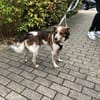 Manju - ein eher ruhiger Hund