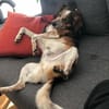 Manju - ein eher ruhiger Hund